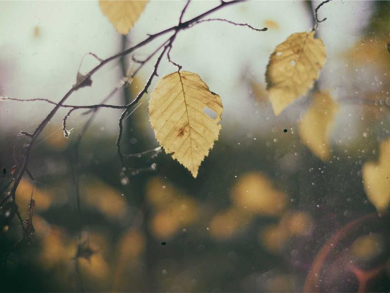 诗经草木疏<br>qyi4ujty.cn 蒹葭苍苍白露